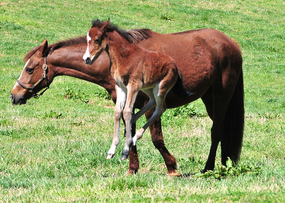 Hidden Springs Swansong takes a "Leap of Faith" at 6 days old !