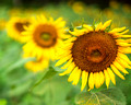 sunflowers 354 ed 16 by 20