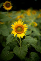 sunflowers 358. ed 24 by 16