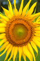 sunflowers 291 ed 24 by 16