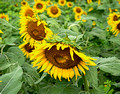 sunflowers 400 ed 11 by 14