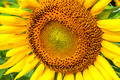 sunflowers 296 ed 16 by 24