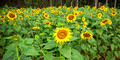 sunflowers 310 ed 16 by 8