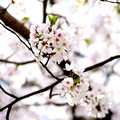 DCBlossoms 002 ed 5 by 5