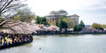 DCBlossoms 016 ed 12 by 6