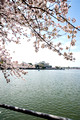 DCBlossoms 006 ed 12 by 8