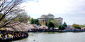 DCBlossoms 017 ed 12 by6
