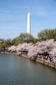 DCBlossoms 020 ed 12 by 8