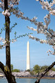 DCBlossoms 025 ed 12 by 8