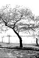 DCBlossoms 040 ed 5 by 7  bw