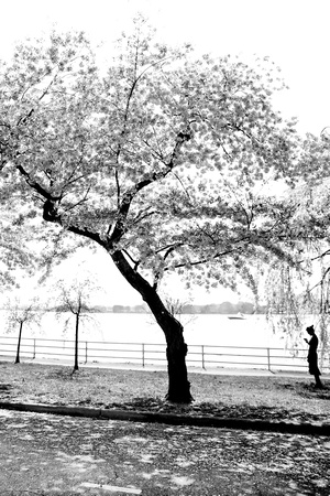 DCBlossoms 040 ed 5 by 7  bw