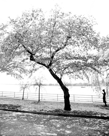 DCBlossoms 040 ed 8 by 10 bw