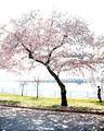 DCBlossoms 040 ed 8 by 10