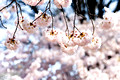 DCBlossoms 041 ed 5 by 7
