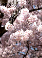 DCBlossoms 049 ed  5 by 7