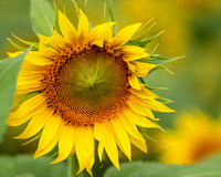 Waxhaw Sunflowers