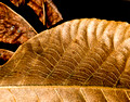 Winter leaf abstract