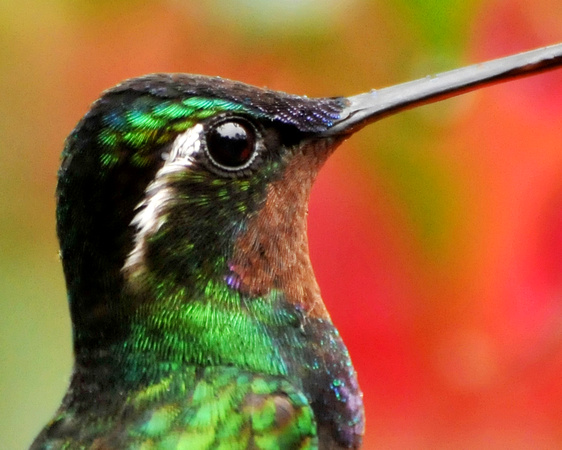Costa Rican hummingbird